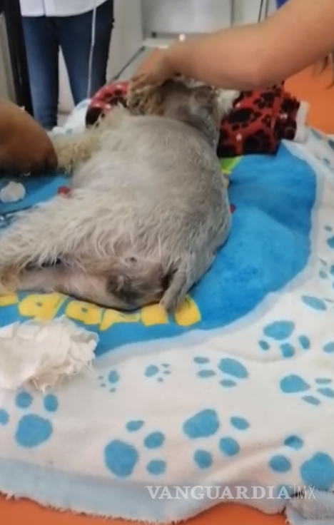 $!Pucca resultó gravemente herida en la cabeza y dos días después de la agresión murió