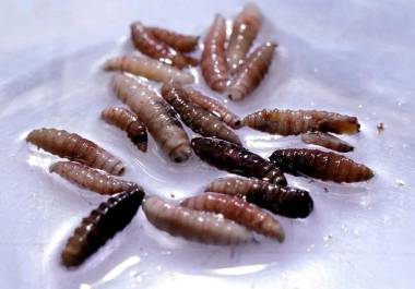 México suma casos humanos de ‘barrenador’ y el brote crece