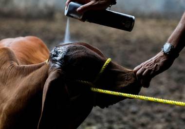 El gusano barrenador ya ronda Coahuila, apenas a unos kilómetros de la frontera con Zacatecas.