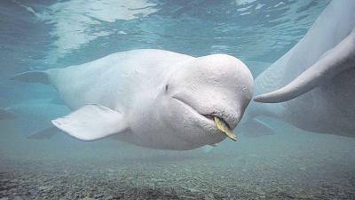 La criatura marina fue vista por primera vez en el río Sena a principios de la semana pasada