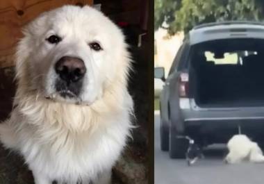 Especialista afirma que la violencia contra los animales no implica necesariamente un trastorno mental.