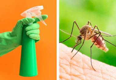 Para hacer frente al mosco transmisor del dengue se recomienda el uso de repelentes y la limpieza de patios y cacharros.