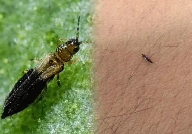 Los pequeños insectos conocidos como trips han llamado la atención de habitantes de la Ciudad de México por su presencia en calles arboladas.