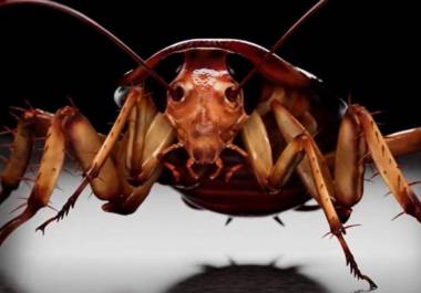 Según un informe de la empresa de control de plagas Anticimex, en lo que va de 2024 las incidencias de plagas de cucarachas se han incrementado un 33%.