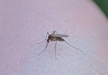 La acumulación de agua en charcos y recipientes sin tapar en los hogares crea condiciones ideales para el mosquito transmisor del dengue.