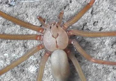 México alberga una gran diversidad de especies de arañas debido a su amplio rango de ecosistemas, desde selvas tropicales hasta desiertos.