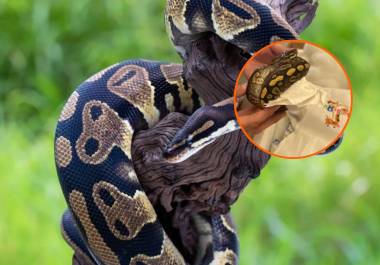 La CBP aseguró un cargamento de 39 serpientes pitones vivas, al interior de un tractor en su paso hacia México.