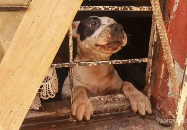 A pesar de las reformas, pocas denuncias por maltrato animal llegan a sentencia.