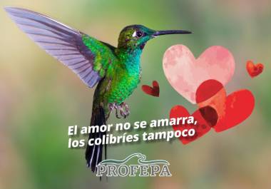 Profepa llamó a no comprar colibríes ni amuletos con estas aves durante San Valentín y recordó que su captura ilegal amenaza especies protegidas y afecta los ecosistemas.
