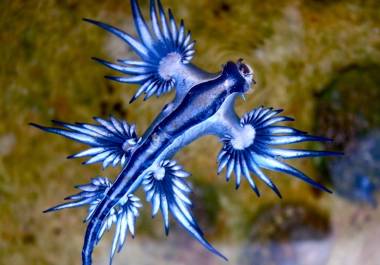 Este pequeño molusco, aunque visualmente impactante, posee un mecanismo de defensa capaz de infligir heridas severas a quienes intentan manipularlo.