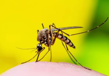 Fiebre, dolor de cabeza intenso y muscular son algunos de los síntomas asociados al dengue, según la Organización Panamericana de la Salud.