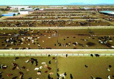 Equipos de Senasica y APHIS coordinan estrategias de vigilancia para frenar el avance del gusano barrenador.