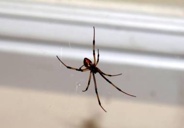 Las arañas han vivido en nuestras casas desde el principio de los tiempos y estas son beneficiosas para tu hogar y para tu salud, según la biología.
