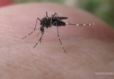 El dengue puede complicarse si no se recibe atención médica oportuna, advierte el IMSS.