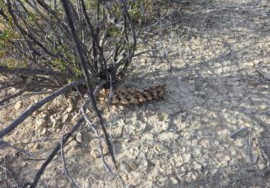 El hallazgo fue reportado por un habitante de la zona que, al buscar su ganado, percibió un olor fétido entre la maleza y dio aviso a las autoridades.