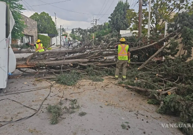 Las fuertes ráfagas de viento en Coahuila podrían provocar la caída de árboles y daños en estructuras frágiles.