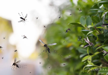 La propagación del virus alcanza nuevas áreas como Saltillo y Arteaga, donde antes no se registraban casos.