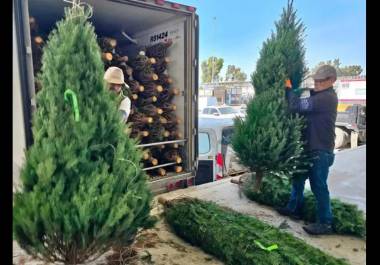 Personal de Profepa inspecciona árboles importados en el cruce fronterizo de Piedras Negras.