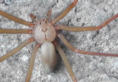 México alberga una gran diversidad de especies de arañas debido a su amplio rango de ecosistemas, desde selvas tropicales hasta desiertos.