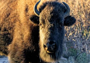 Iyané: el regreso del guardián del desierto