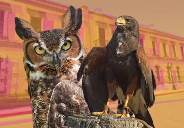 Este 15 de noviembre en el MUSAVE habrá un Búho Cornudo y una Aguililla Rojinegra para que los visitantes se puedan tomar fotografías con ellas.
