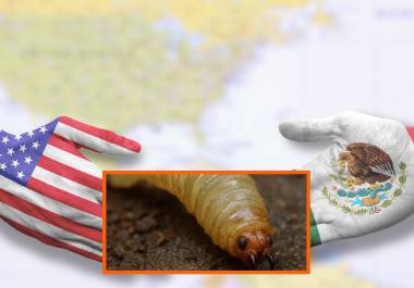 Gusano barrenador en México y Estados Unidos
