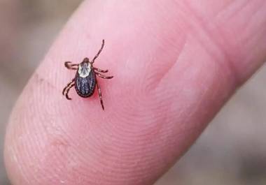 Los contagios por picadura de garrapata en México registran un aumento superior al 100% en estados clave como Chihuahua y Sonora durante el primer trimestre de 2026.