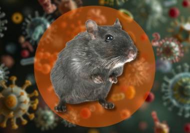 La OMS explica qué es el hantavirus, cómo se transmite y por qué el riesgo para la población general sigue siendo bajo tras brote en crucero.