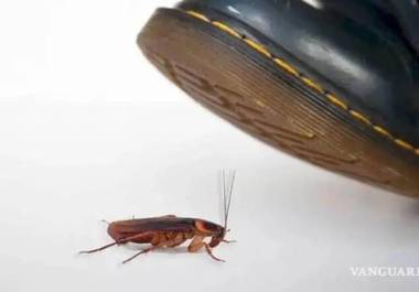 Al pisar una cucaracha y matarla, se pueden esparcir numerosas bacterias por el ambiente, llegando a provocar asma o alergia si se inhalan.