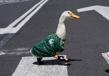Conoce la historia de Merlín, el pato que se volvió viral en el Mundial 2026 y que ayudó a una familia a superar la depresión tras perder a su mascota Wafle.