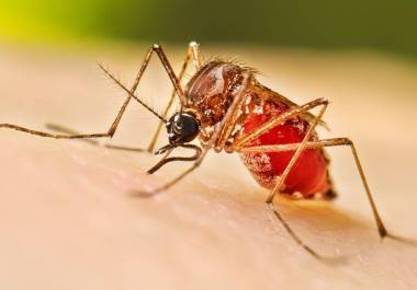 Autoridades exhortan a la población a eliminar criaderos del mosquito Aedes aegypti para prevenir contagios durante la temporada de lluvias.