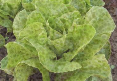 Taylor Foods retira lechuga iceberg de la distribución
