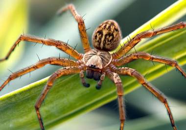 México alberga una gran diversidad de especies de arañas debido a su amplio rango de ecosistemas, desde selvas tropicales hasta desiertos.