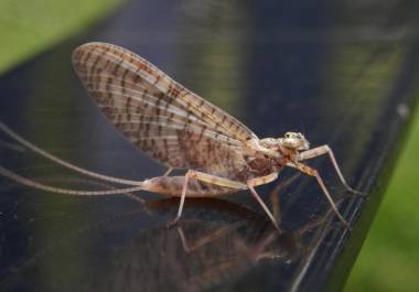 Conocidos también como efímeras o cachipollas, estos insectos, cercanos a las libélulas, tienen una vida adulta extremadamente corta, a veces de menos de 24 horas. FOTO: VANGUARDIA/ARCHIVO