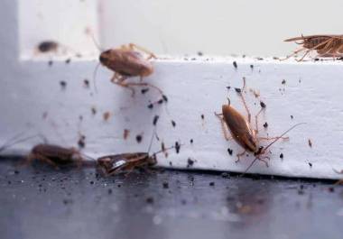 Con el aumento de temperaturas inicia la temporada de cucarachas en hogares de México. Especialistas explican por qué aparecen y qué medidas ayudan a prevenir su entrada