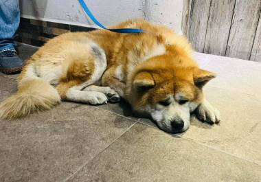 Triste y desorientado, “Tachi” fue encontrado después de ocho días, pero finalmente está con su familia.