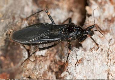 Para evitar el contacto con este insecto y reducir el riesgo de contraer Chagas, se recomienda lo siguiente.
