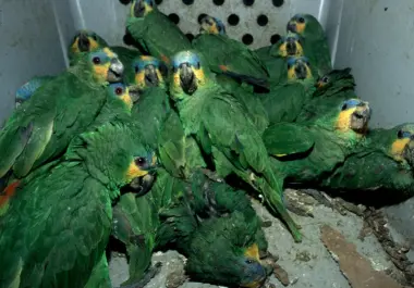 La Semarnat reportó decomisos y liberaciones de ejemplares como parte de las acciones contra el tráfico ilegal de flora y fauna.
