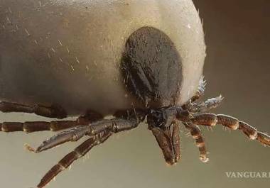 Las garrapatas portadoras de patógenos humanos se están extendiendo por Norteamérica, incluyendo a México.