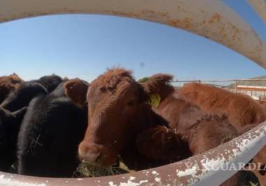 Problemática. La exportación de ganado coahuilense a Estados Unidos ha pasado por un año difícil y futuro es complicado. ARCHIVO