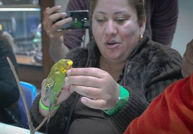 El Museo de las Aves de Saltillo advirtió que la pirotecnia genera estrés extremo en aves y mascotas domésticas, lo que puede provocar desorientación, huida y, en casos graves, la muerte.