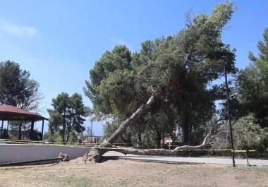 La caída de árboles antiguos ha dejado la plaza sin sombra y en condiciones peligrosas para los niños.