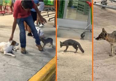 Autoridades de Quintana Roo está buscando a las personas que tuvieron contacto con una zorra gris, la cual dio positivo a rabia después de lastimar a una menor.