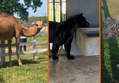 Durante cateos contra una red de huachicol en Tamaulipas fueron asegurados 135 animales exóticos, entre ellos tigres de Bengala, jaguares, hienas y monos araña.