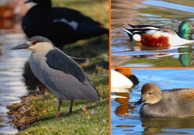 Más de 100 especies fueron registradas, lo que evidencia la riqueza biológica de humedales y presas locales.