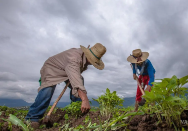 Trabajadores agrícolas en Coahuila registraron el mayor incremento de empleo en 2024, según la Encuesta Nacional de Empleo.