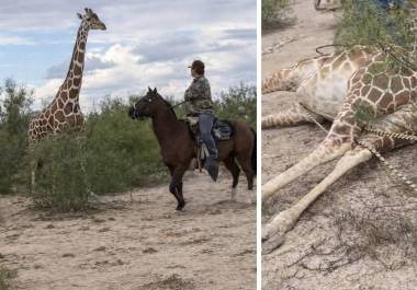 Momento en que el animal es sometido y presuntamente atado quedó registrado en grabaciones que rápidamente se viralizaron en distintas plataformas digitales.