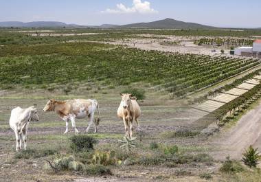 Custodios de su propia tierra