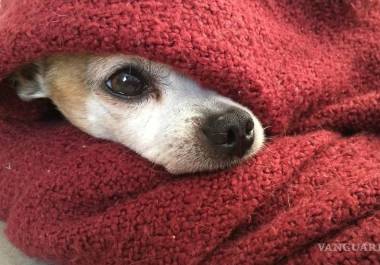 Las cobijas donadas por la comunidad ayudarán a los perros del refugio a mantenerse cálidos durante el invierno.