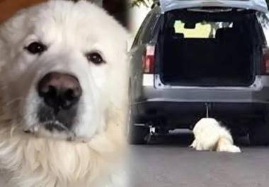 Esta es la vivencia desgarradora de Rocky, perrito de Saltillo, un ser sintiente que dependía enteramente de la protección humana y fue defraudado.